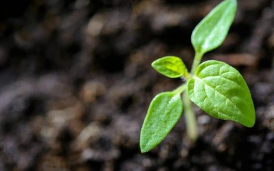 3 Mindset Shifts to Make as Nonprofit Leaders for Our Organizations to Thrive